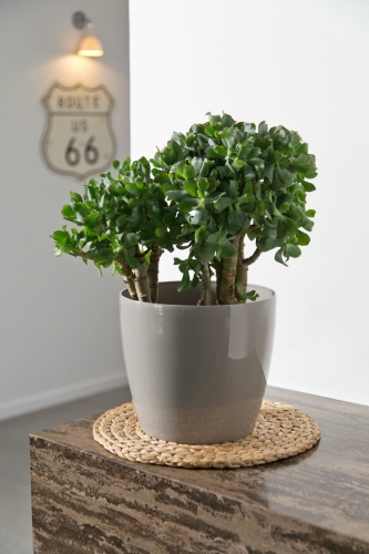 8bc968e13fc788384c503d2a11b370ee