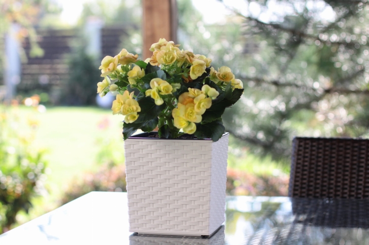 c24379523afbcd46a08e01da7d00051f