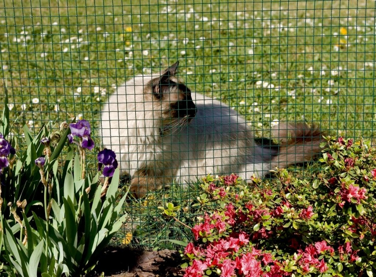 Nortene Siatka Metalowa Fensanet Plast 1x5m 6,4mm 0,9mm Zielona