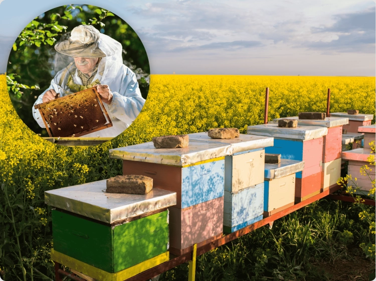 mieszanka_miododajna_pasieka_plus_SEMER_5.png