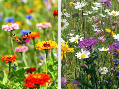 polska_łąka_mieszanka_SEMER_4  – kopia.png