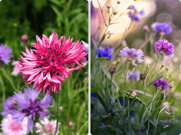 chaber_bławatek_mieszanka_SEMER_4 .png