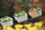 prosperplast_crown_dcro400_1_semer.jpg